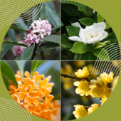 "Tứ đại hương mộc" của Nhật Bản